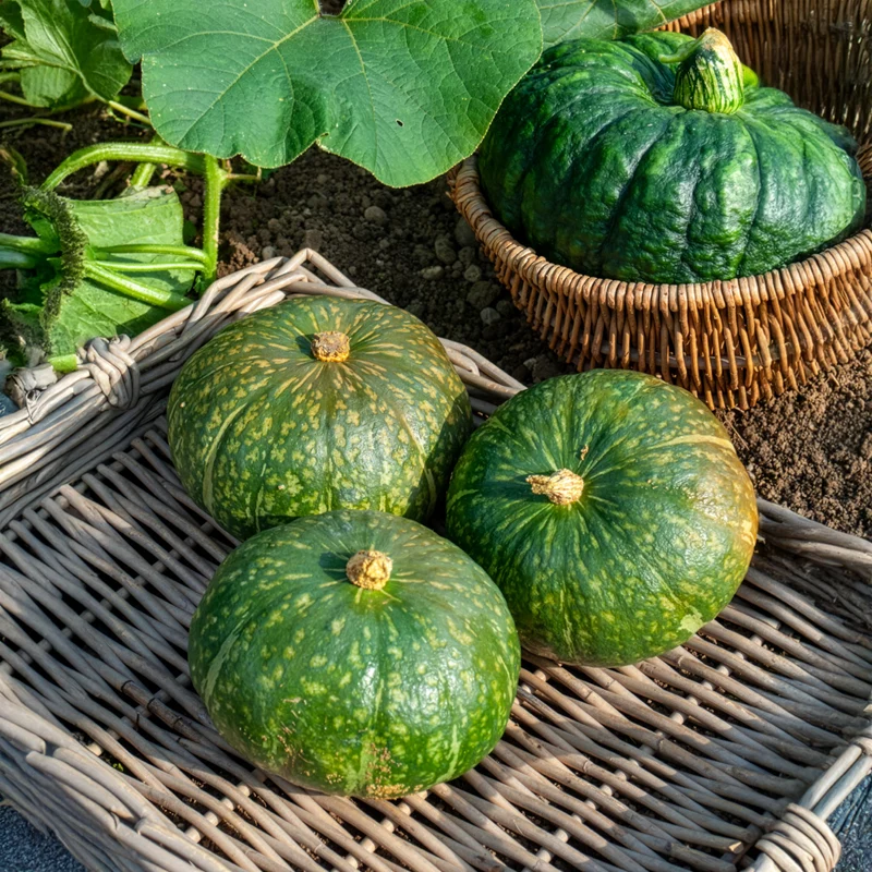 Courge Delicata