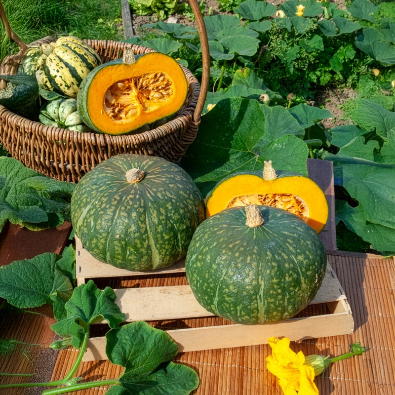 Courge Delicata