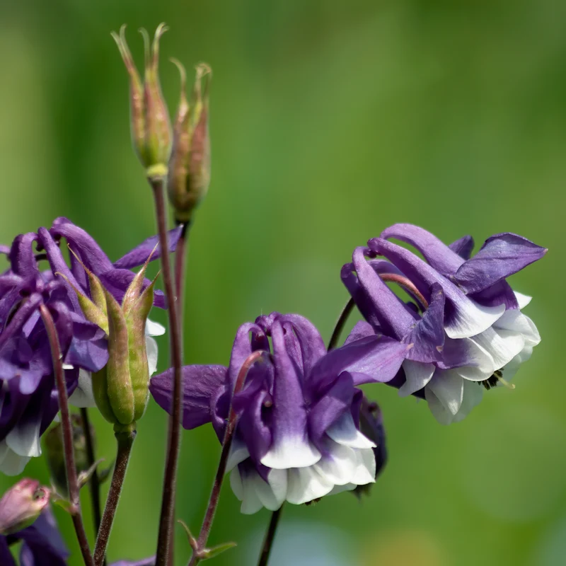 Ancolie des jardins Winky Double Blue & White