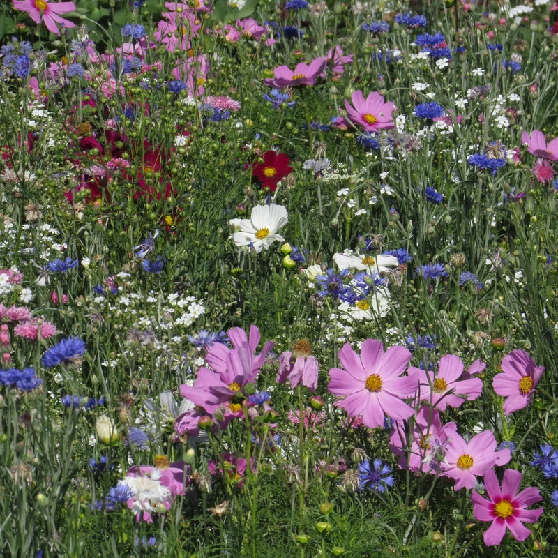 Mélange fleuris couleur pastel
