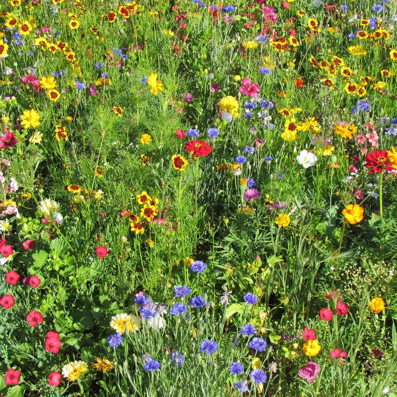 Mélange estival multicolore