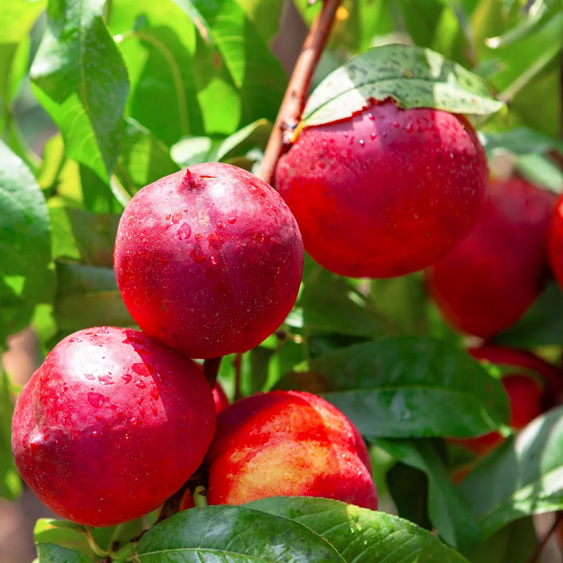 Nectarine Flavor Top
