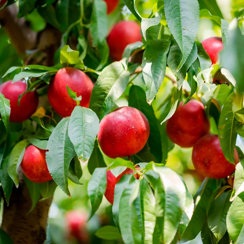 Nectarine Flavor Top