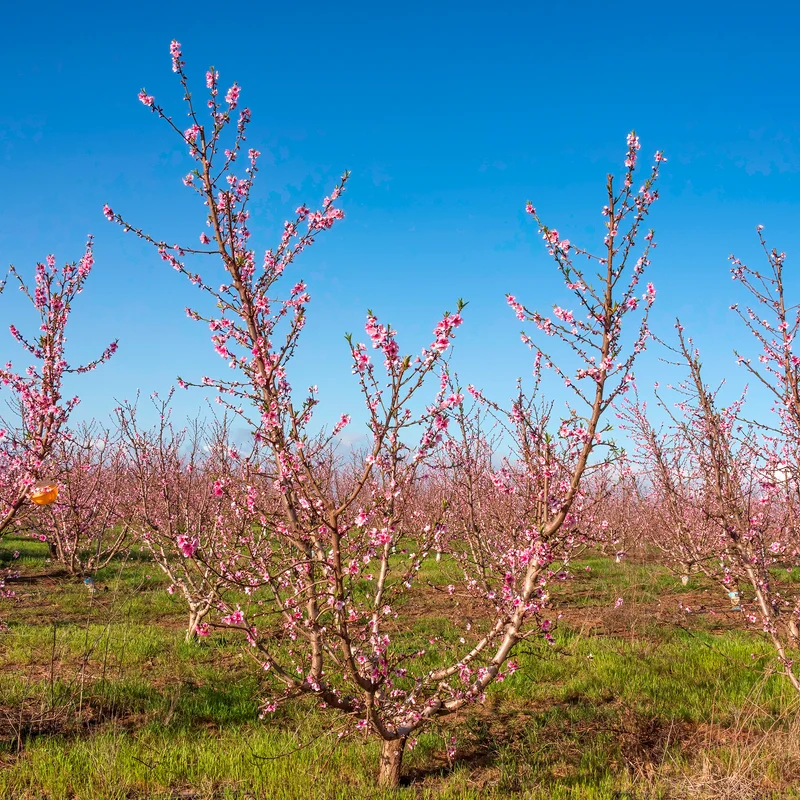Nectarine Flavor Top