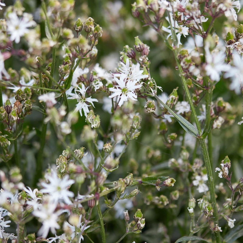 Lychnis fleur de coucou White Robin