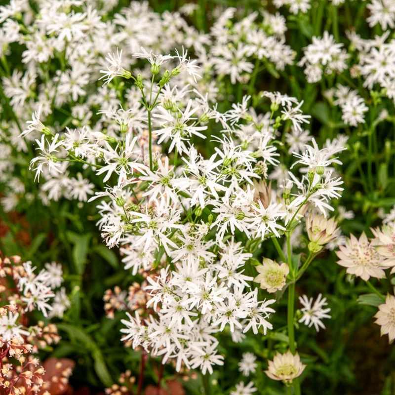 Lychnis fleur de coucou White Robin