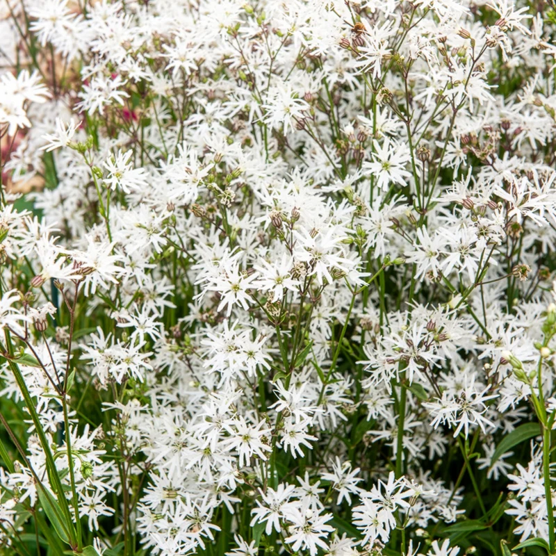 Lychnis fleur de coucou White Robin