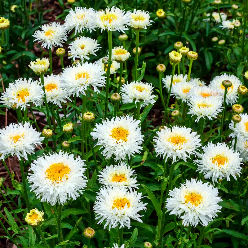 Marguerite d'été Coconut