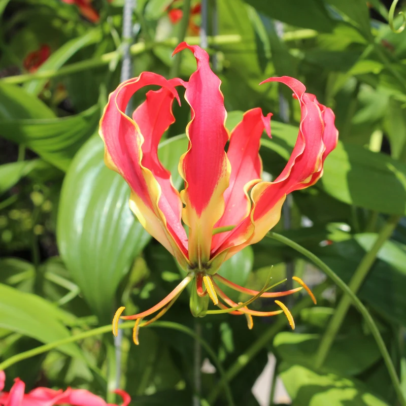 Gloriosa Carsonii - Lis de Malabar