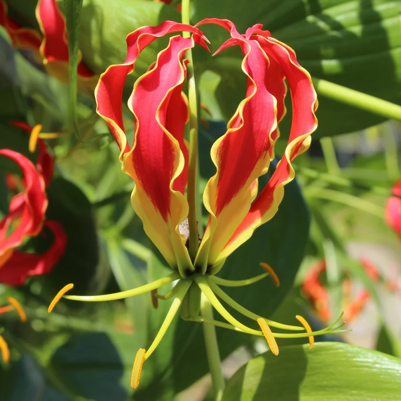 Gloriosa Carsonii - Lis de Malabar