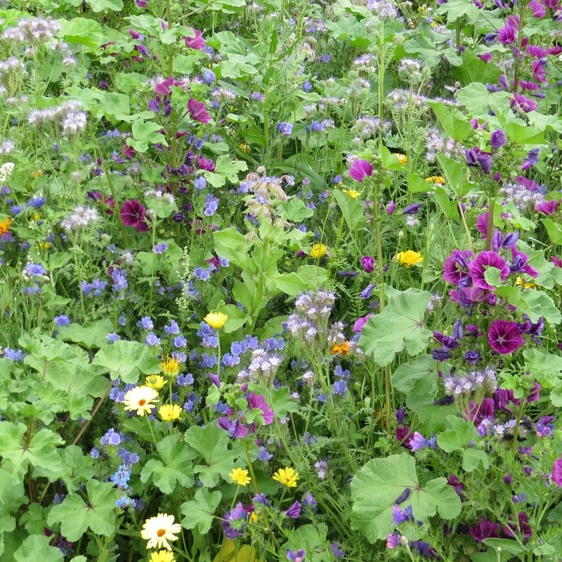 Mélange de fleurs méllifères intensif