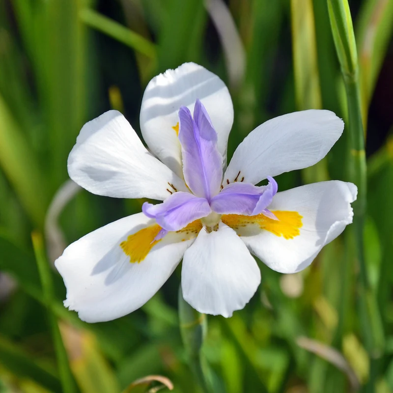 Dietes à grandes fleurs