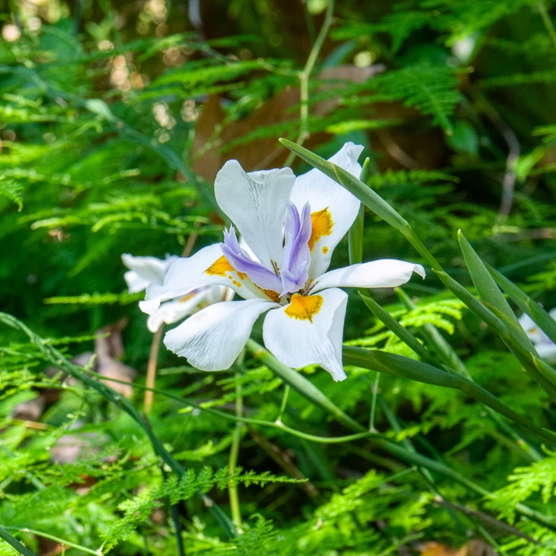 Dietes à grandes fleurs