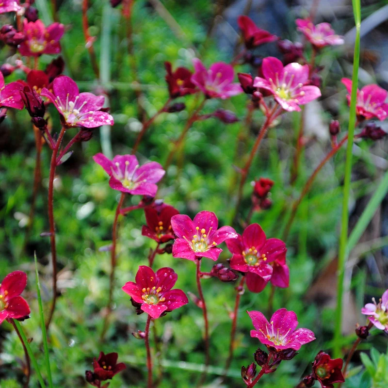 Saxifrage mousse Purpurteppich