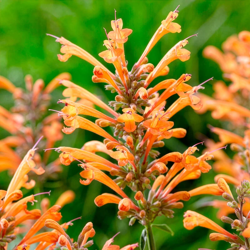 Agastache Kudos Mandarin