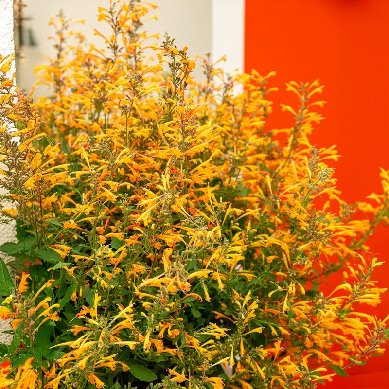 Agastache Kudos Mandarin