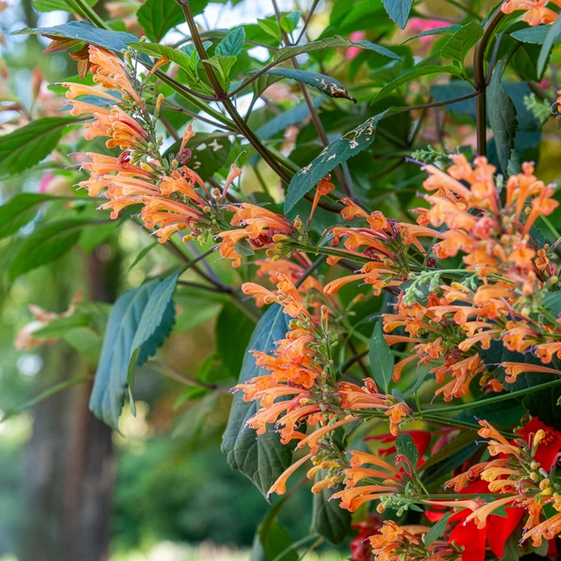 Agastache Kudos Mandarin