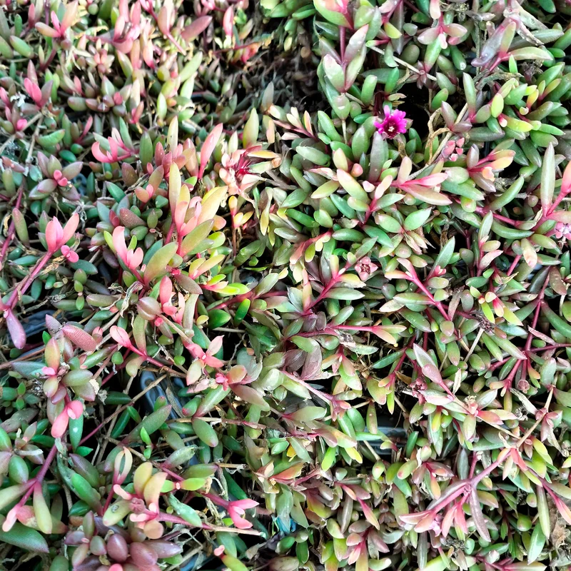 Delosperma Desert Dancer Red