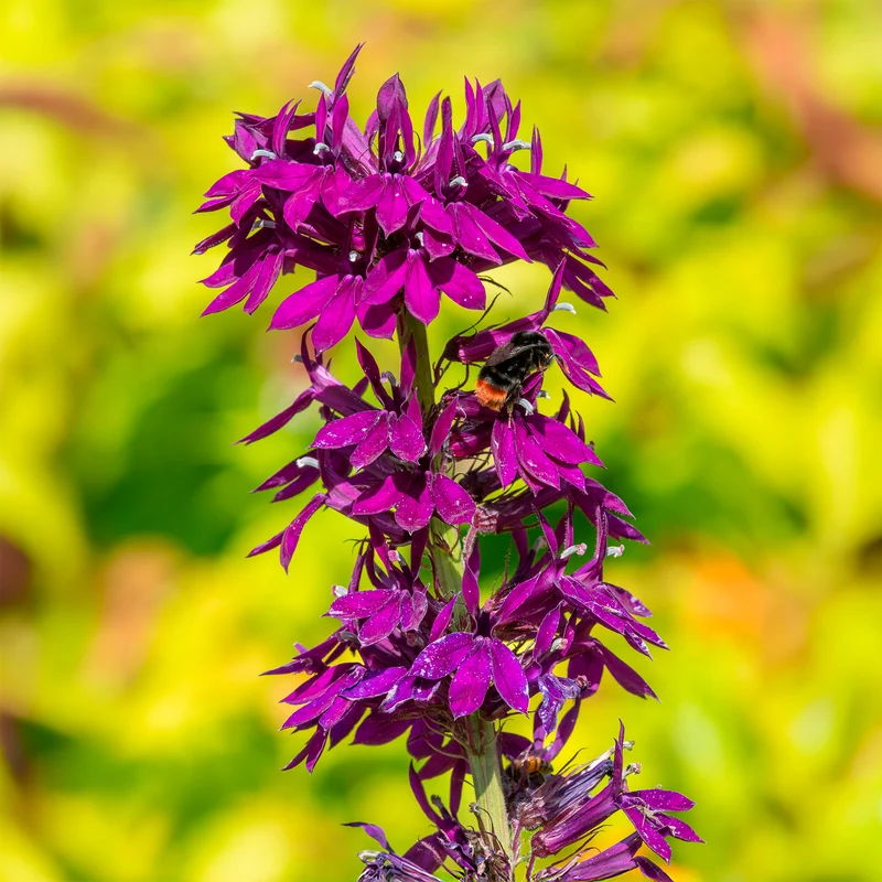 Lobelia Vedrariensis