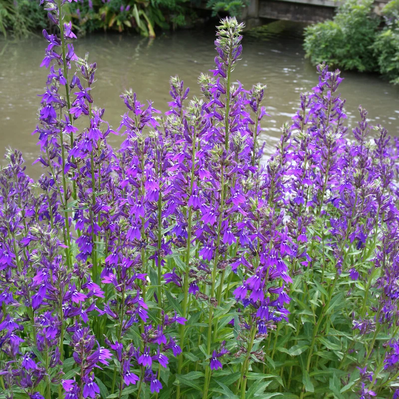 Lobelia Vedrariensis