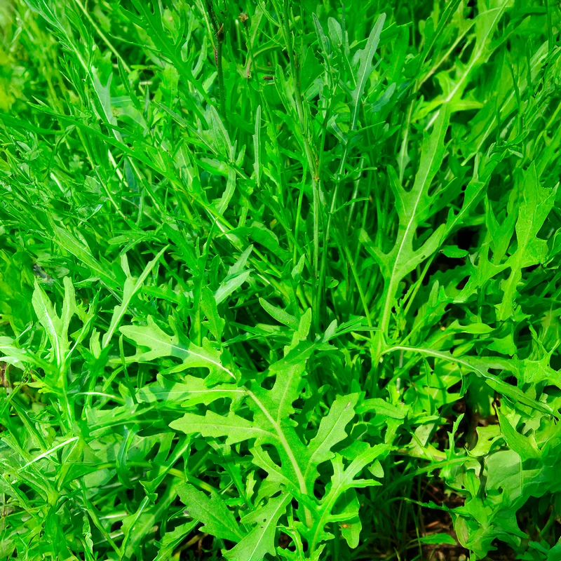 Roquette Wildfire (Wasabi)