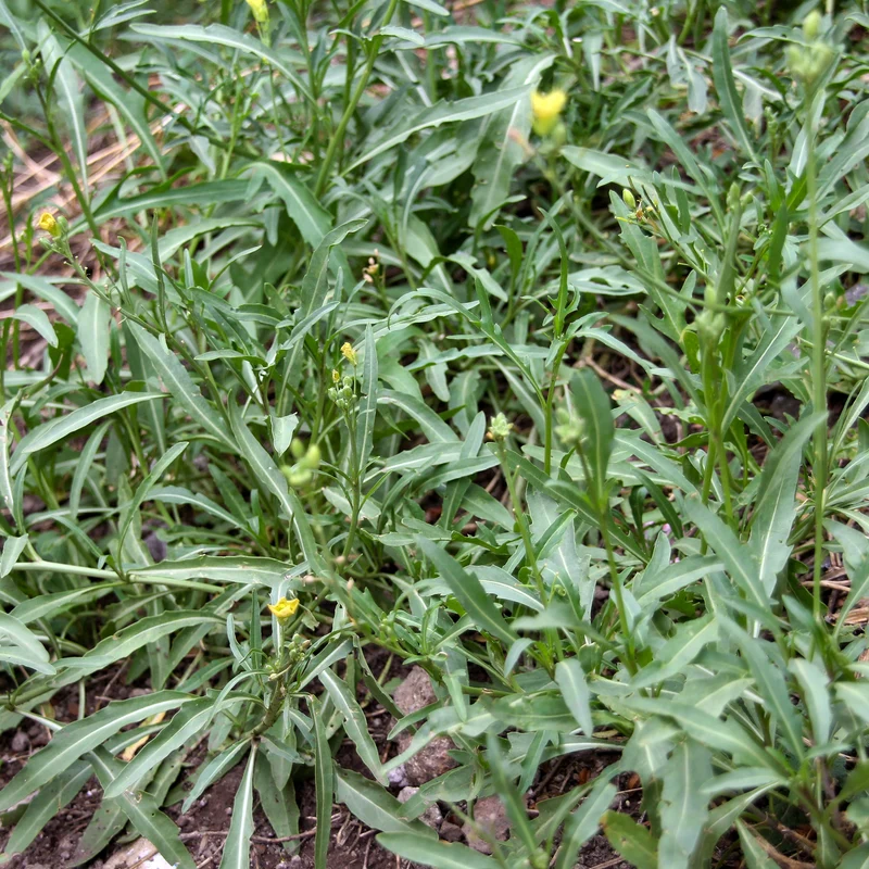 Roquette Wildfire (Wasabi)
