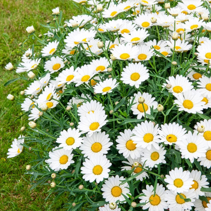Marguerite des Canaries