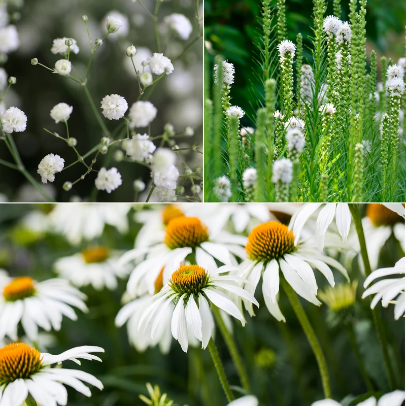 Vivaces à fleurs Blanches