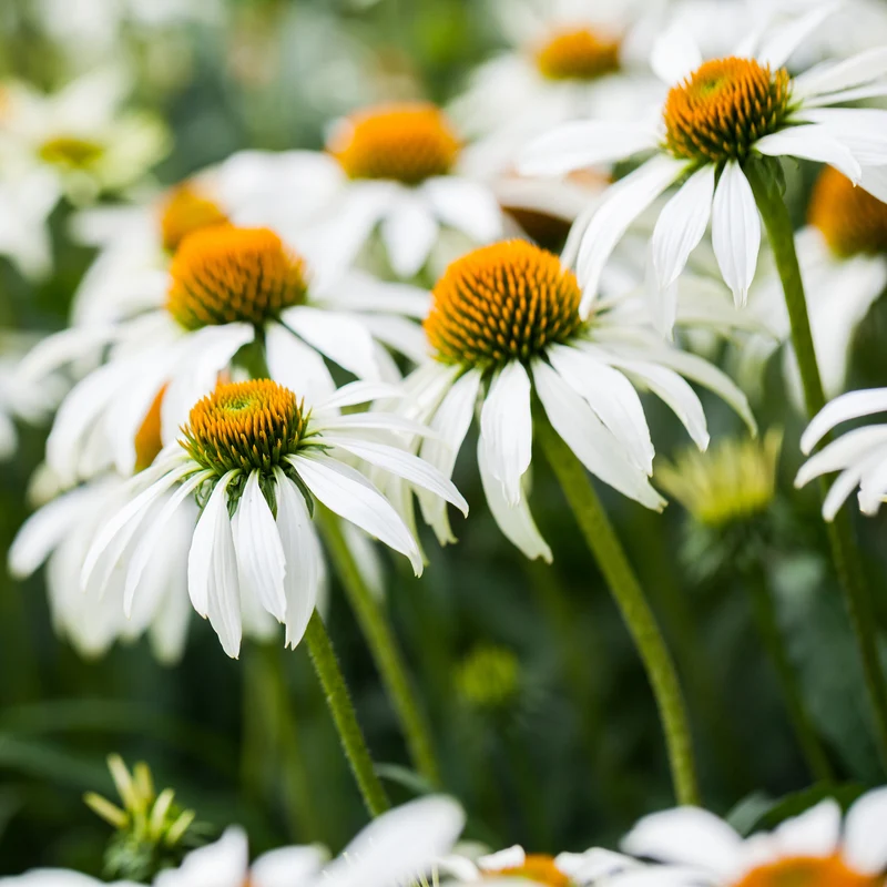 Vivaces à fleurs Blanches