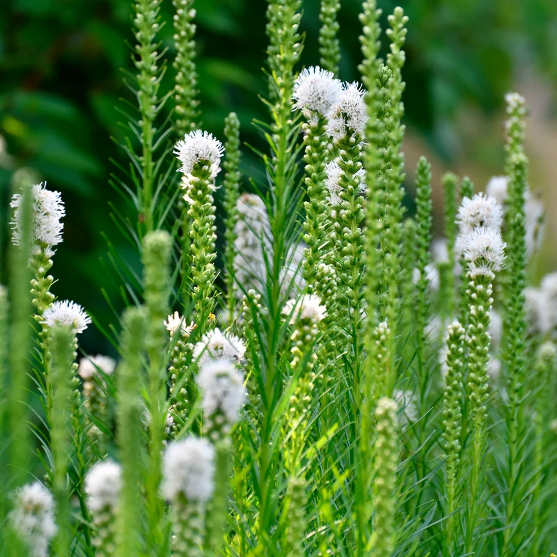Vivaces à fleurs Blanches