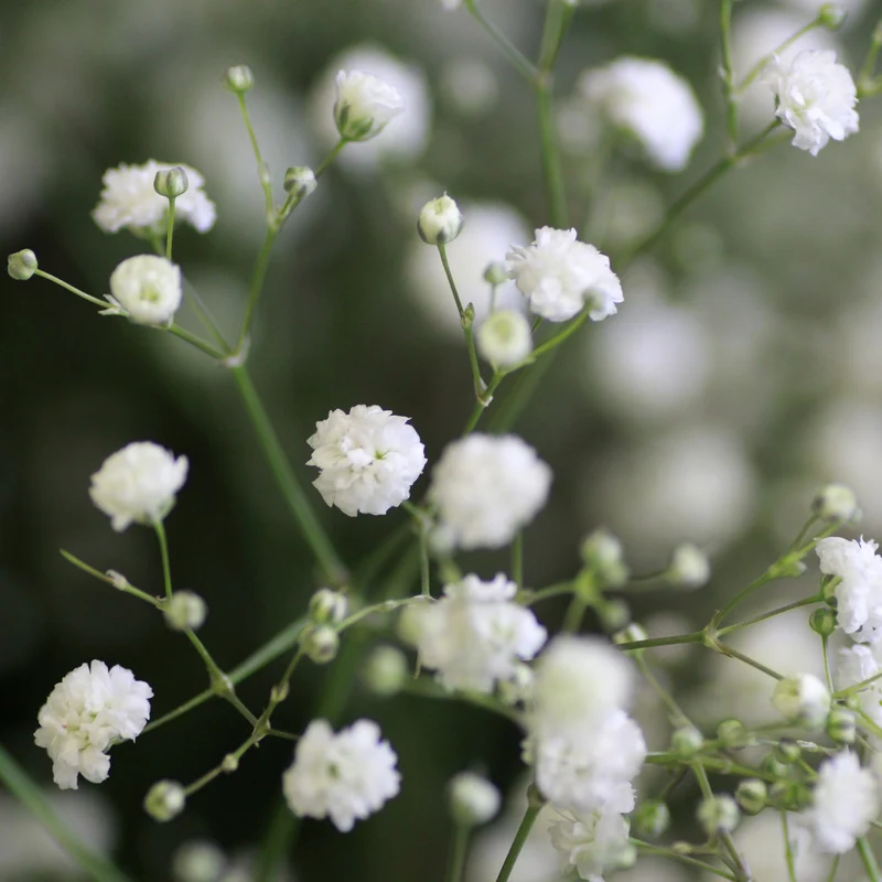 Vivaces à fleurs Blanches