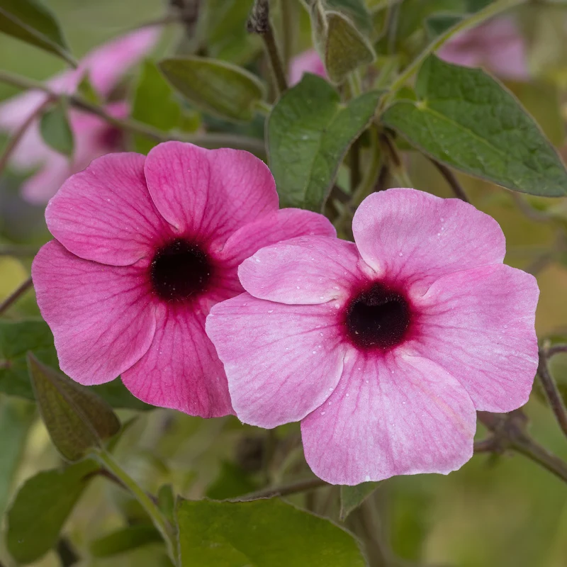 Suzanne aux yeux noirs rose