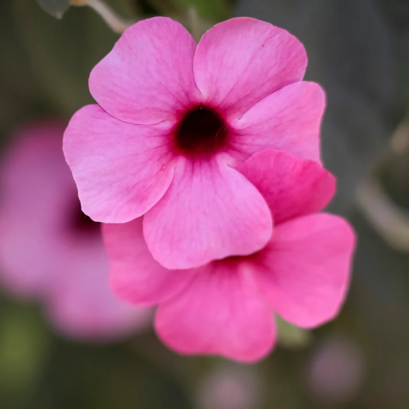 Suzanne aux yeux noirs rose