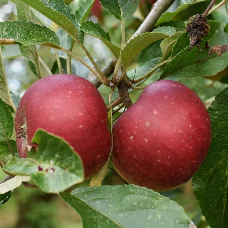 Pommier Ingrid Marie
