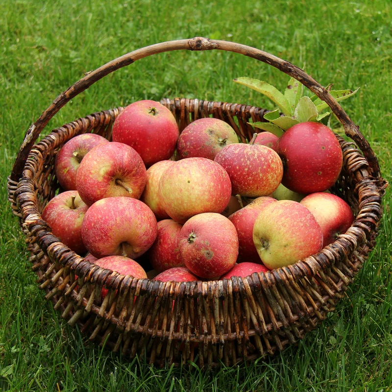 Pommier Ingrid Marie