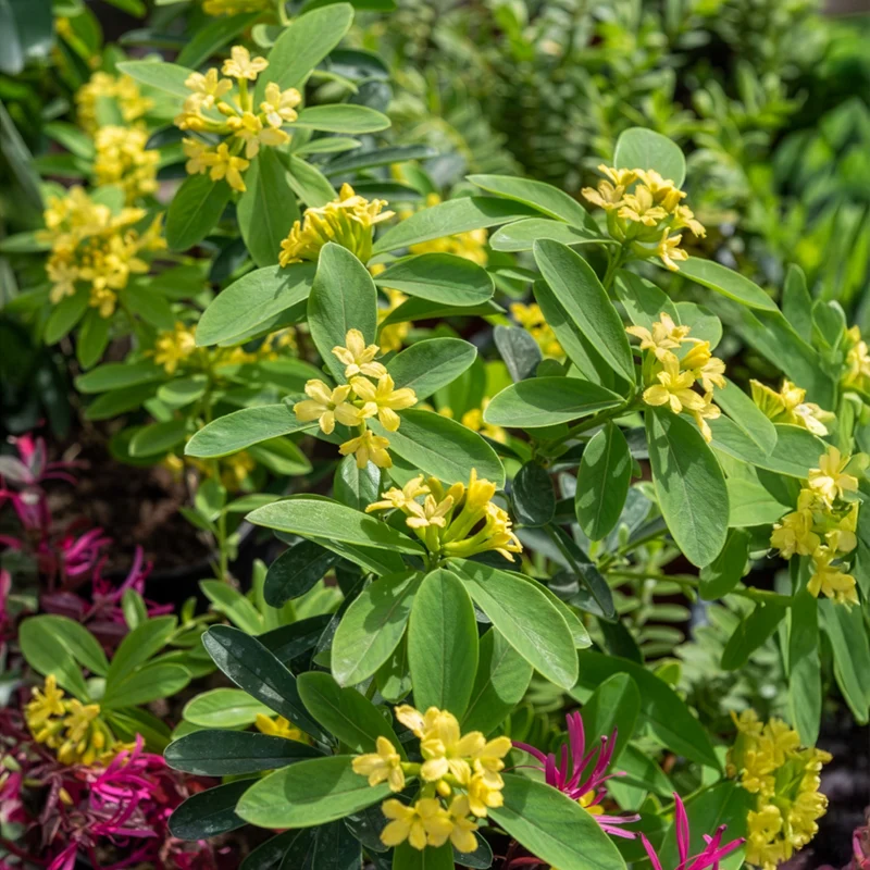 Daphne Royal Crown