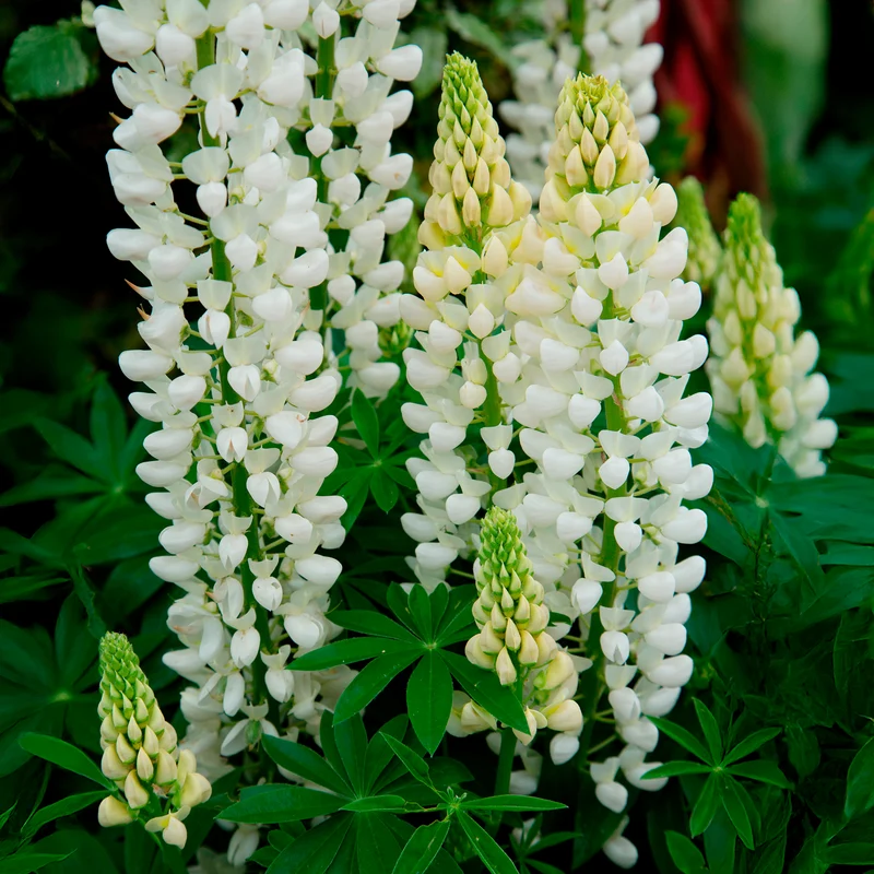 Lupin Noble Maiden