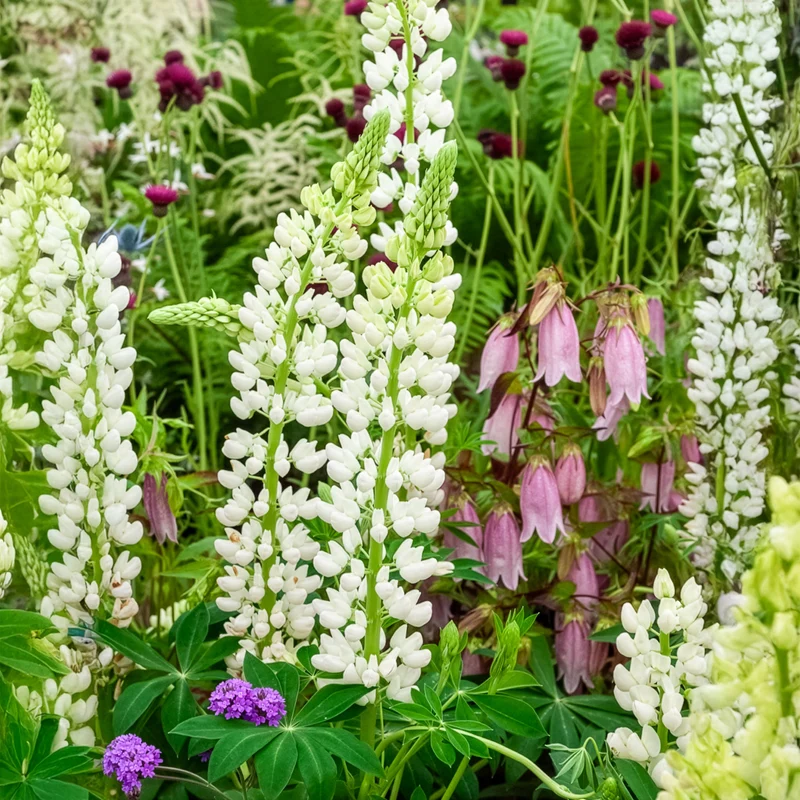 Lupin Noble Maiden