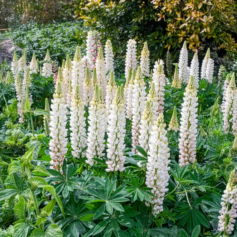 Lupin Noble Maiden