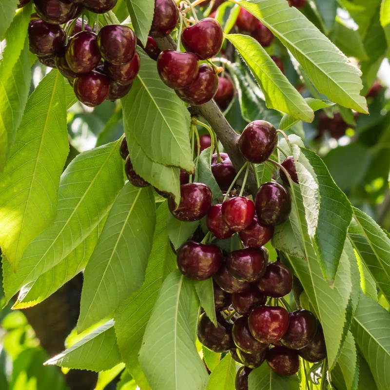 Cerisier Stella autofertile