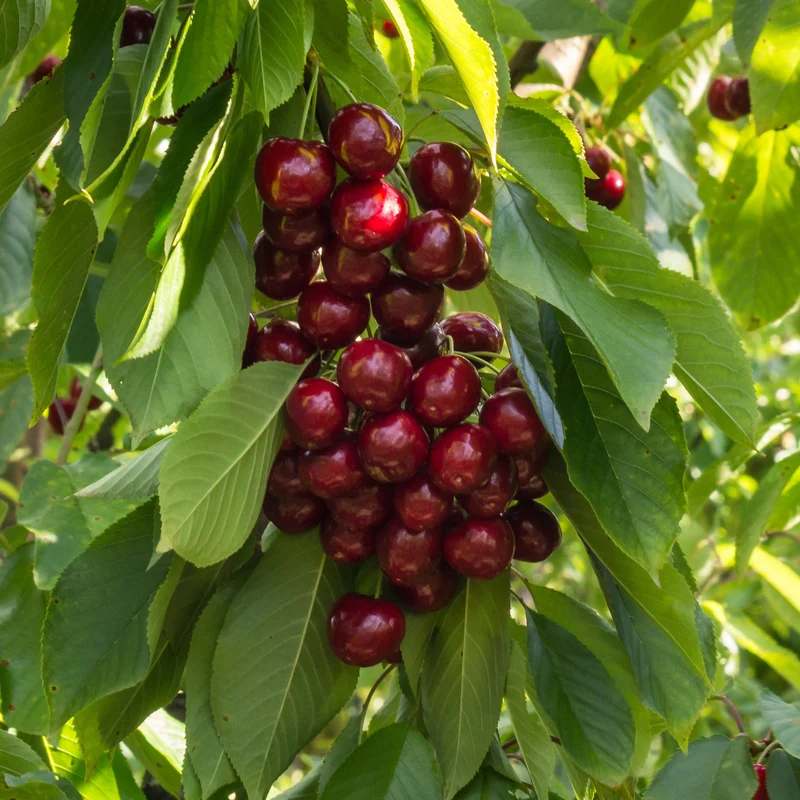 Cerisier Stella autofertile