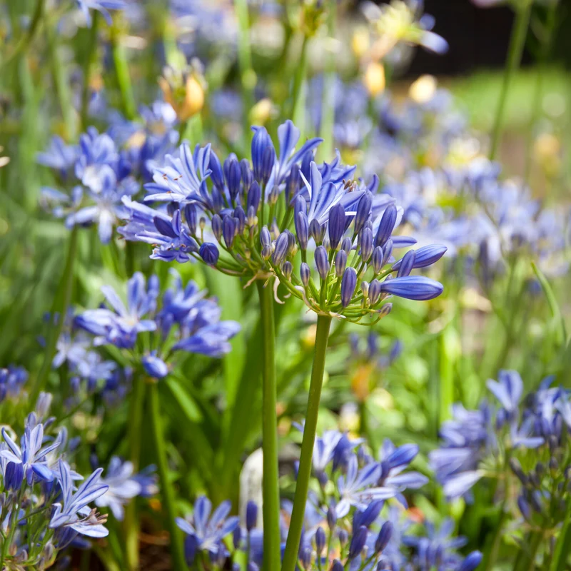 Agapanthe Charlotte