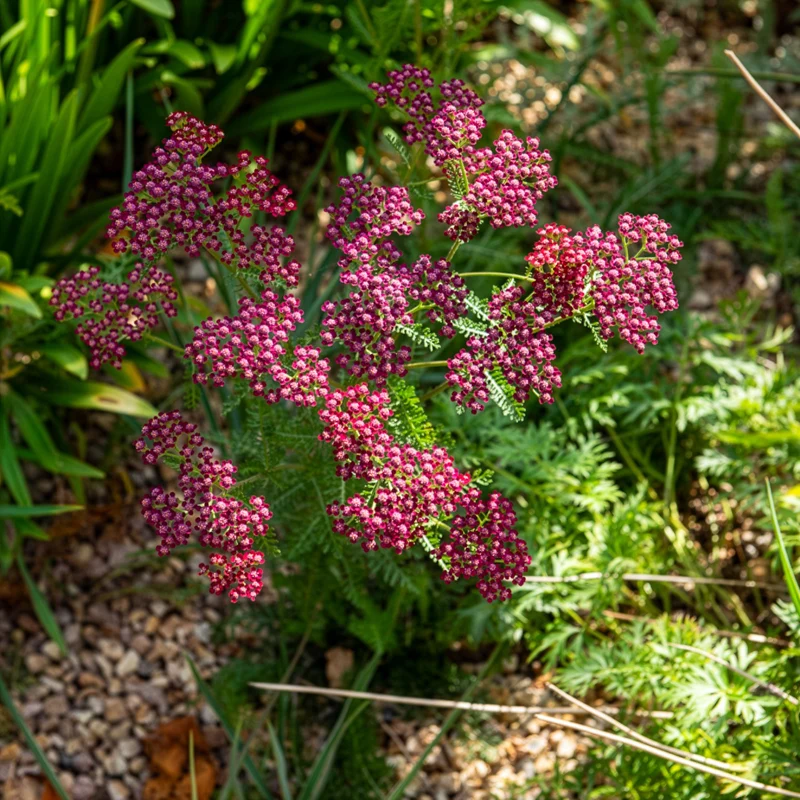 Achillée millefeuille Cassis
