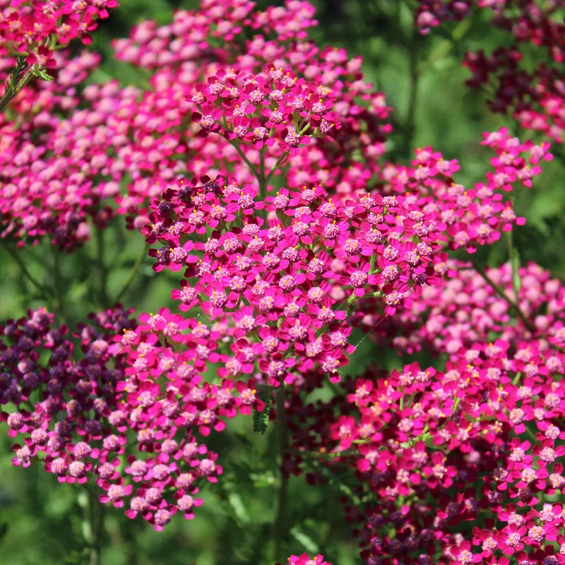 Achillée millefeuille Cassis