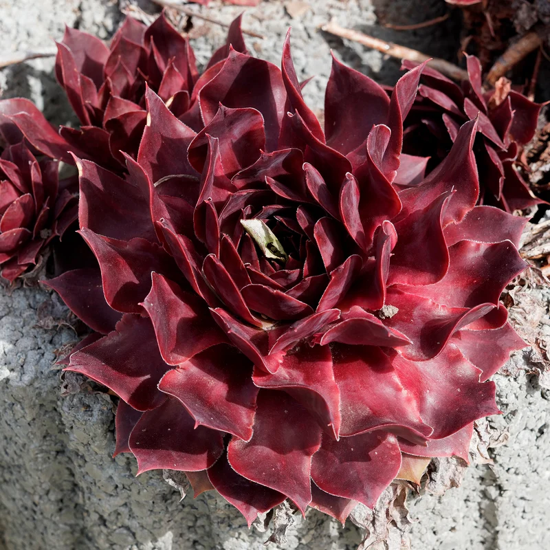 Joubarbe Chick Charms® Chocolate Kiss - Sempervivum