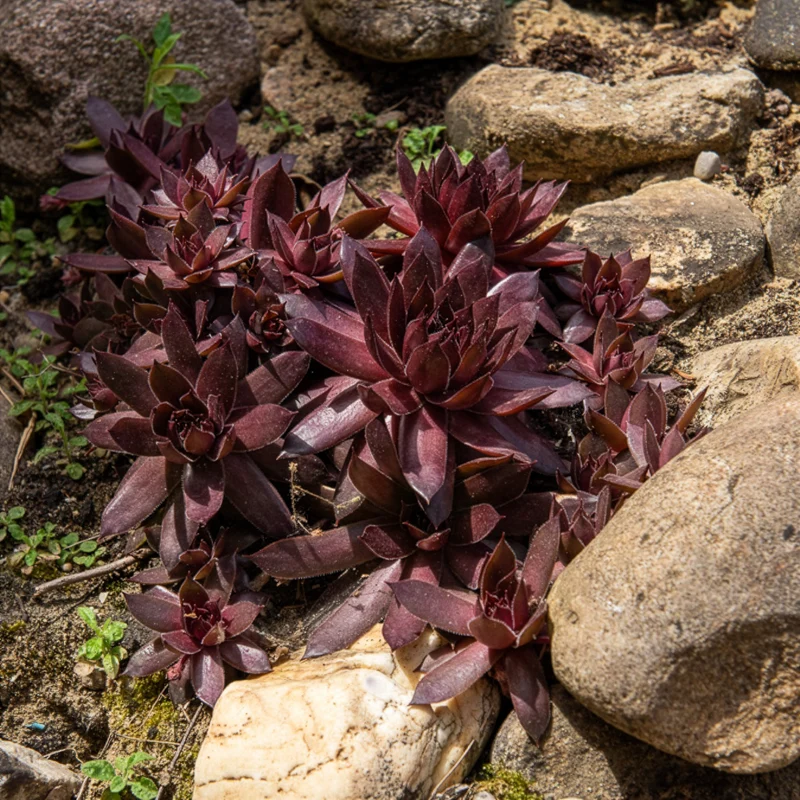 Joubarbe Chick Charms® Chocolate Kiss - Sempervivum