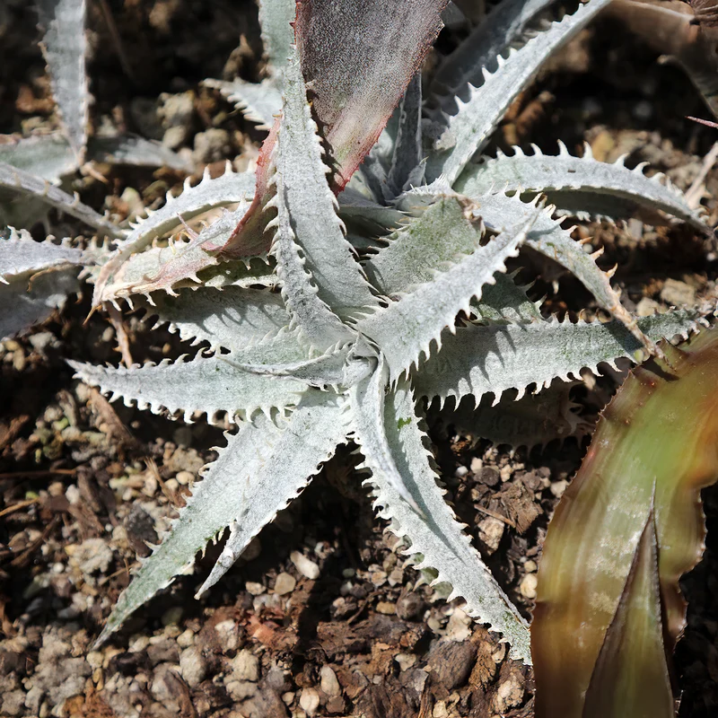 Dyckia Grand Marnier