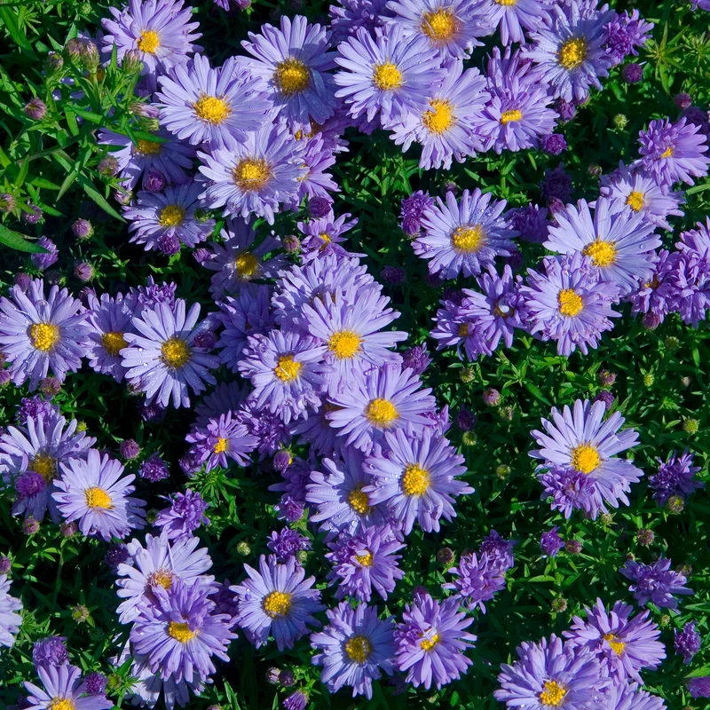 Aster de Nouvelle-Belgique Audrey