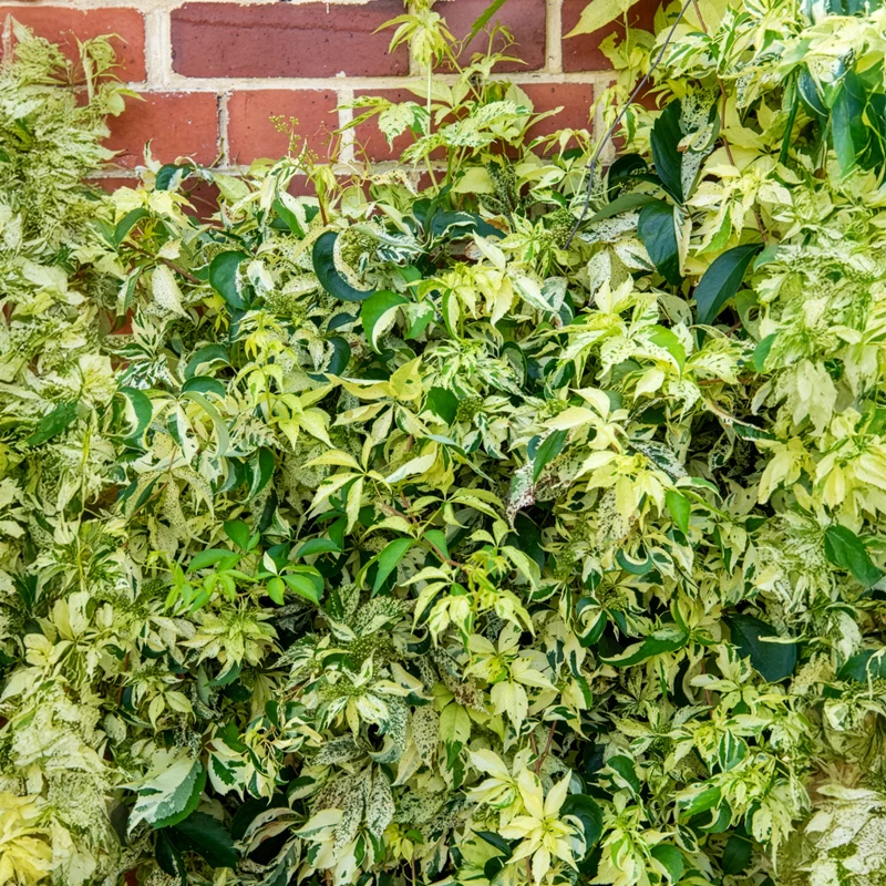 Vigne vierge Star shower®