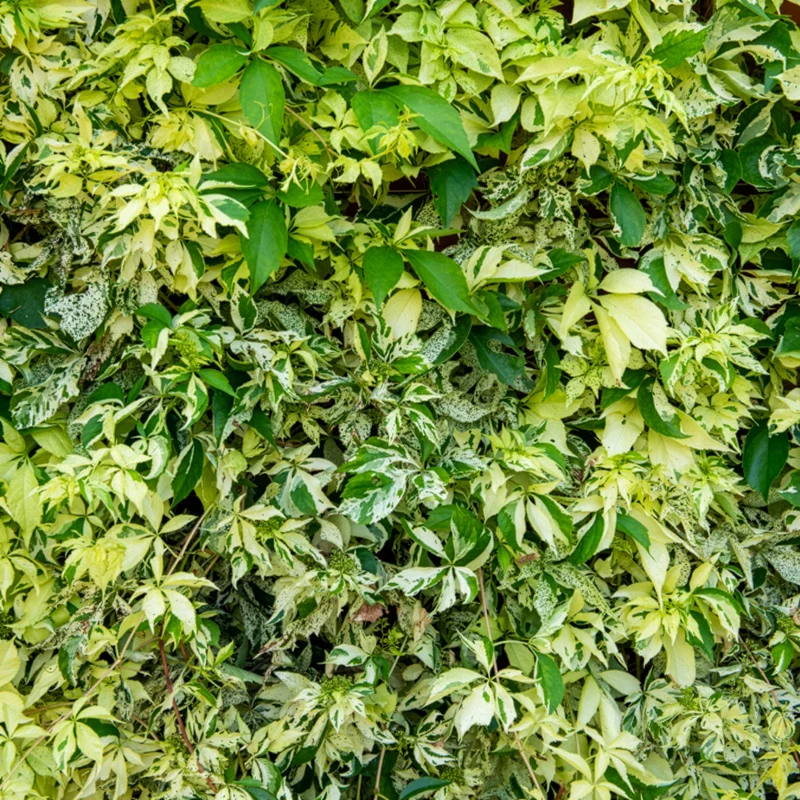 Vigne vierge Star shower®